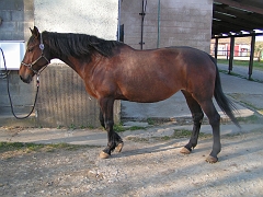 Diva photos- chevaux etrier 071